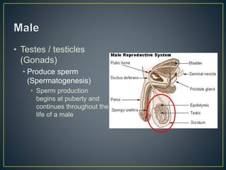 • Testes / testicles
(Gonads)
• Produce sperm
(Spermatogenesis)
• Sperm production
begins at puberty and
continues throughout the
life of a male
 