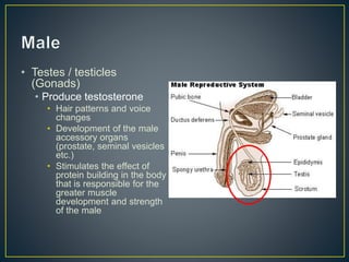 • Testes / testicles
(Gonads)
• Produce testosterone
• Hair patterns and voice
changes
• Development of the male
accessory organs
(prostate, seminal vesicles
etc.)
• Stimulates the effect of
protein building in the body
that is responsible for the
greater muscle
development and strength
of the male
 