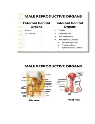 MALE REPRODUCTIVE SySTEm.docx