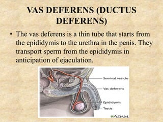 MALE REPRODUCTIVE SYSTEM.pptx