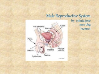 Male Reproductive System
by chinju jose
msc obg
lecturer
By
 
