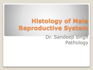 Histology of Male
Reproductive System
Dr. Sandeep singh
Pathology
 