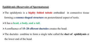 male reproductive system.pptx