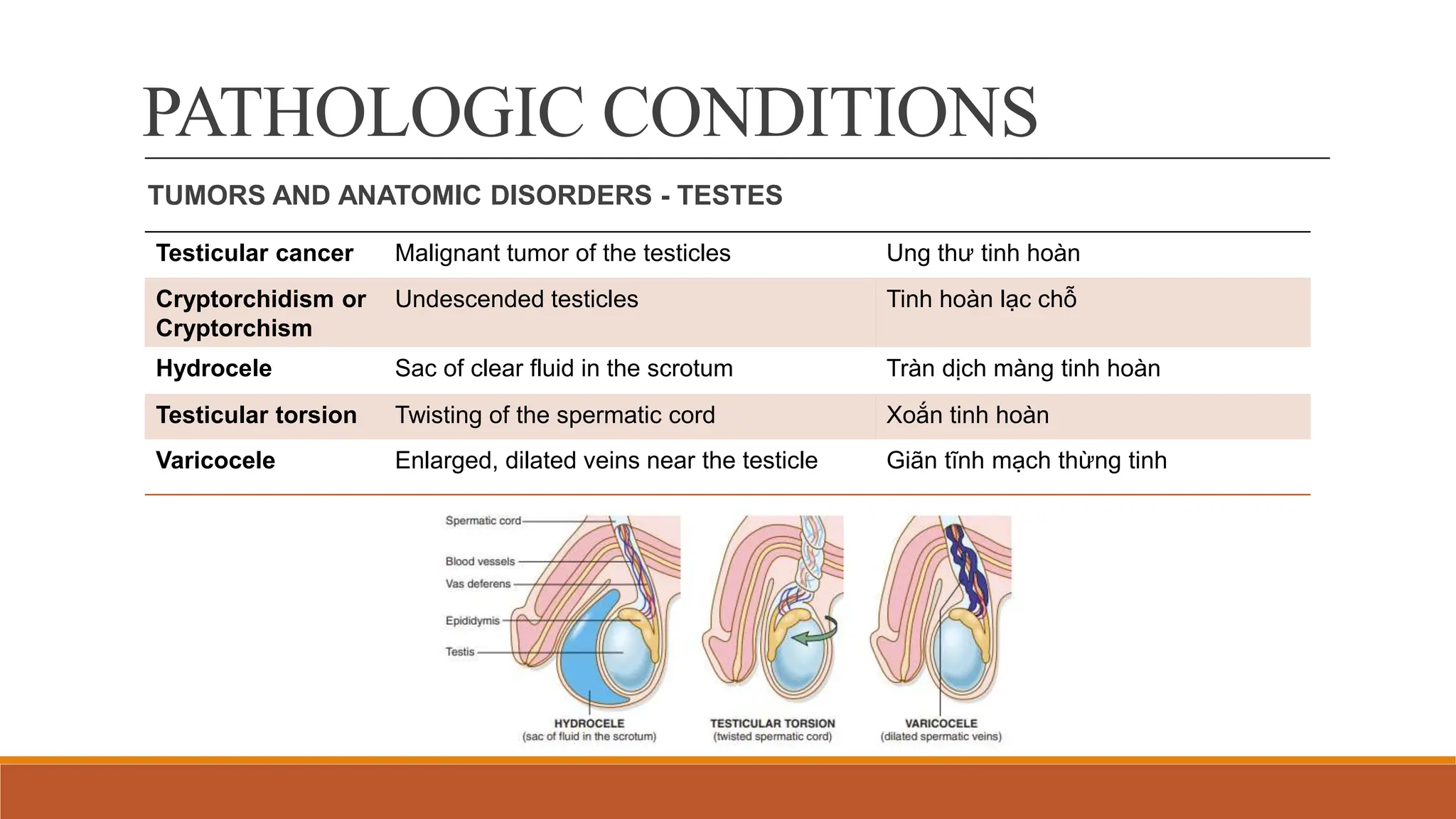 Male Reproductive System English Terminology | PPTX