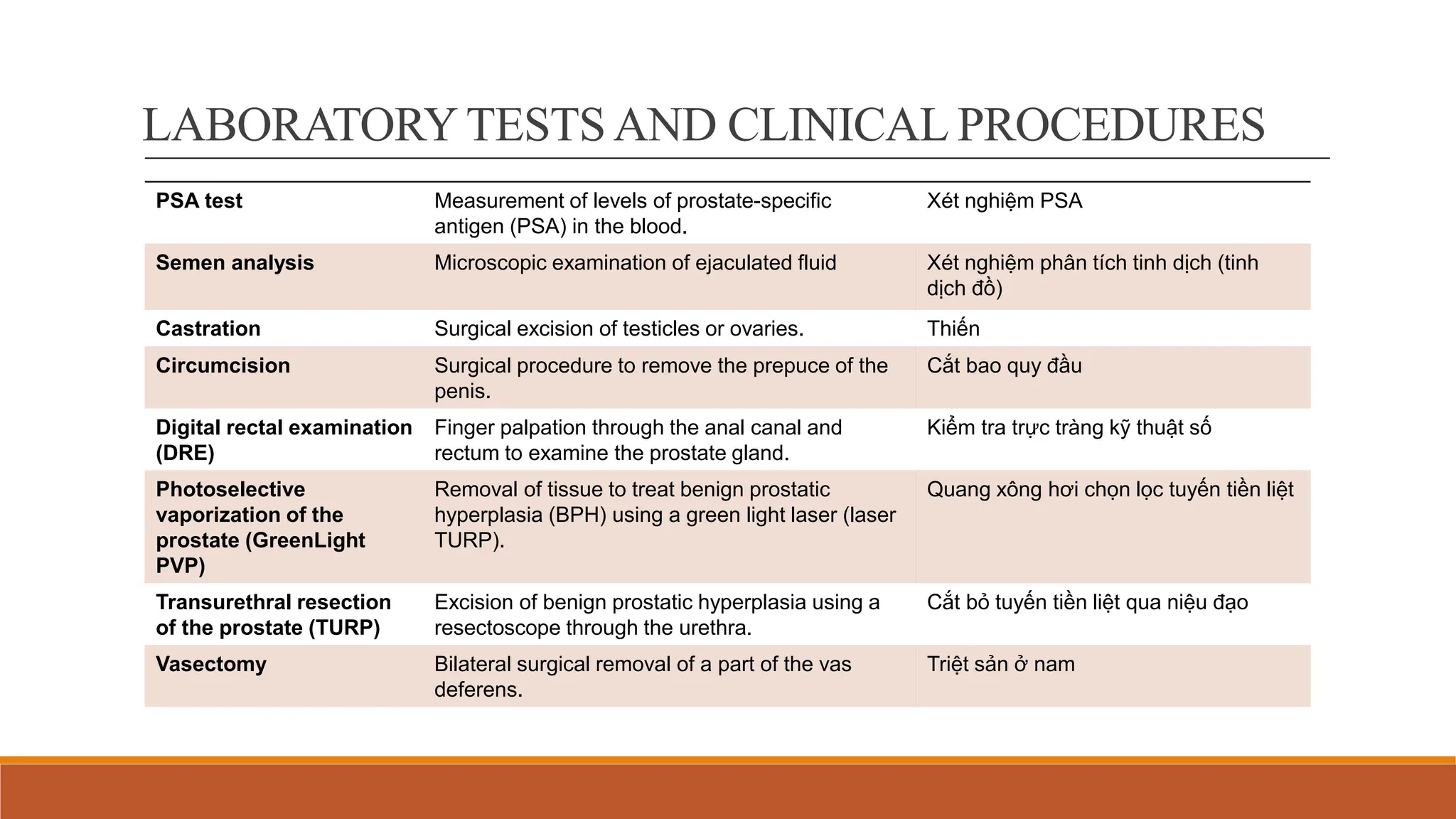 Male Reproductive System English Terminology | PPTX