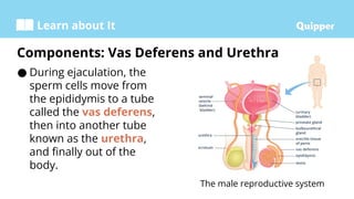 male reproductive system discussion pptx | PPTX