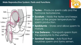 Testosterone Reproductive System SCIENCE 10- MALE REPRODUCTIVE SYSTEM.pptx