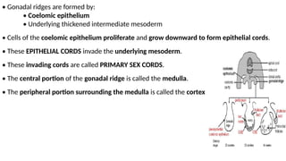 MALE REPRODUCTIVE SYSTEM embryology.pptx