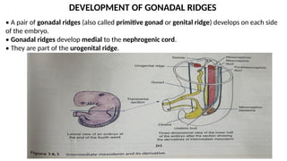 MALE REPRODUCTIVE SYSTEM embryology.pptx