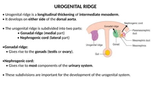 Rogenital Ridge MALE REPRODUCTIVE SYSTEM embryology.pptx