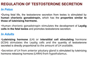 Testosterone Reproductive System REPRODUCTIVE SYSTEM- MALE REPRODUCTIVE SYSTEM.ppt