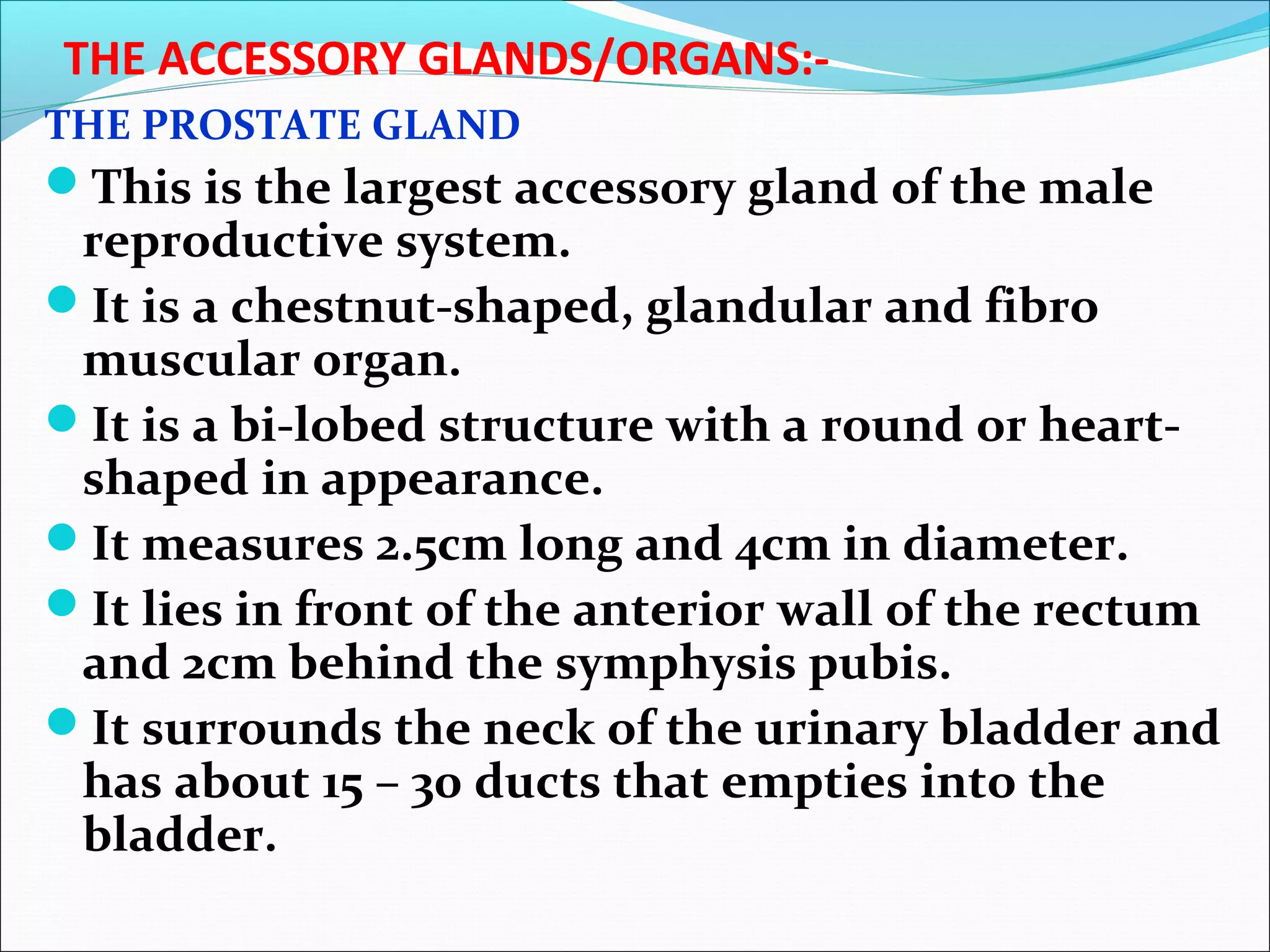 Prostate Chestnut Male reproductive system- Mr. Panneh | PPT