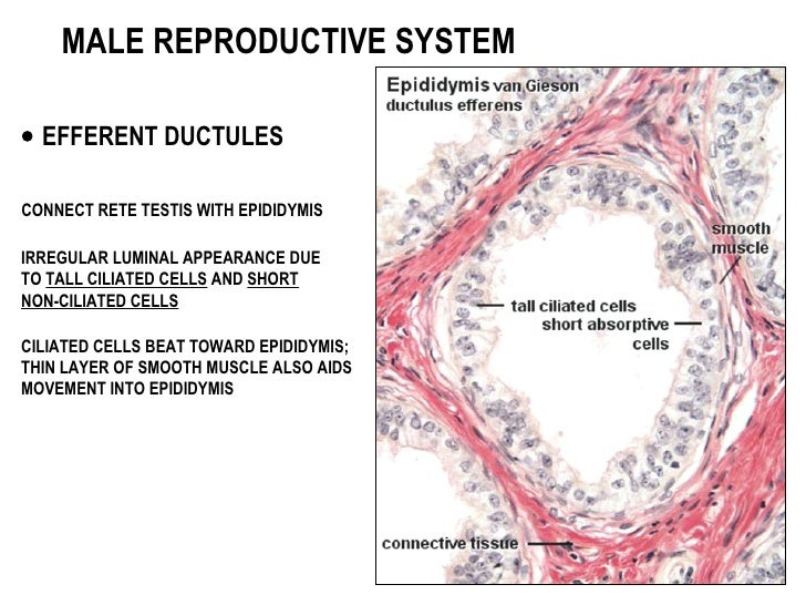 Male reproductive system