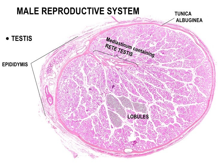Male reproductive system