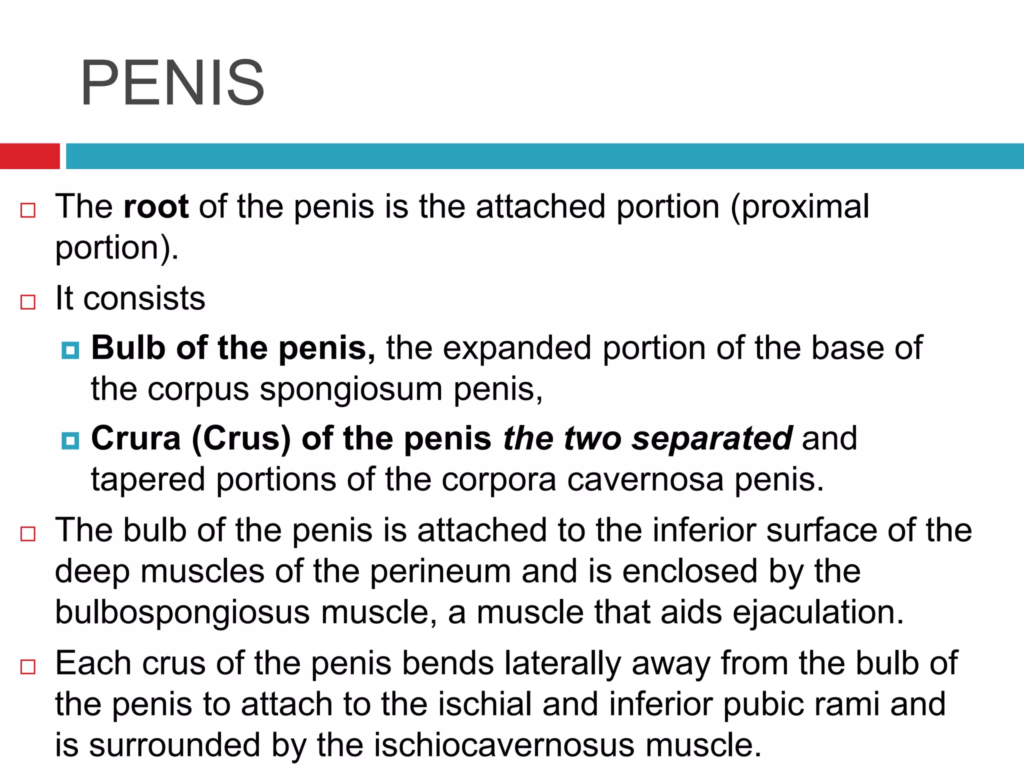 male-reproductive-system-pptx