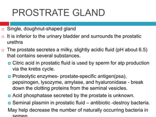 Prostrate Fluid Male reproductive system | PPTX