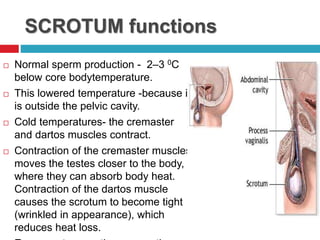 Male reproductive system | PPTX