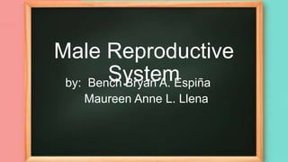 Male Reproductive
System
by: Bench Bryan A. Espiña
Maureen Anne L. Llena
 