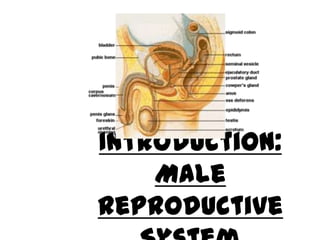 Introduction: Male Reproductive System 