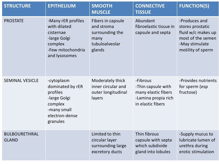 an overview of the male reproductive system Male reproductive system diseases hypospadias – literally “below the fleshy spike” a condition in which the external urinary meatus (opening) opens anywhere below the tip of the penis rather than at the tip. an overview of the male reproductive system Male reproductive system diseases hypospadias – literally “below the fleshy spike” a condition in which the external urinary meatus (opening) opens anywhere below the tip of the penis rather than at the tip.