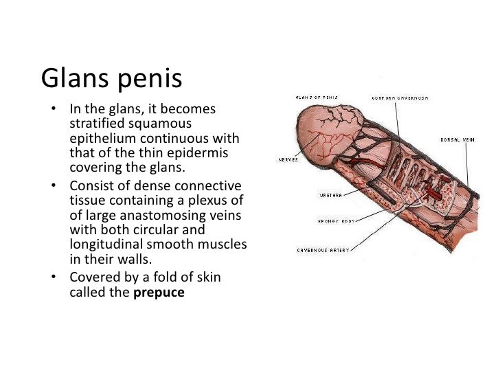 Male reproductive system 1