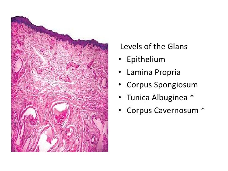 Male reproductive system 1