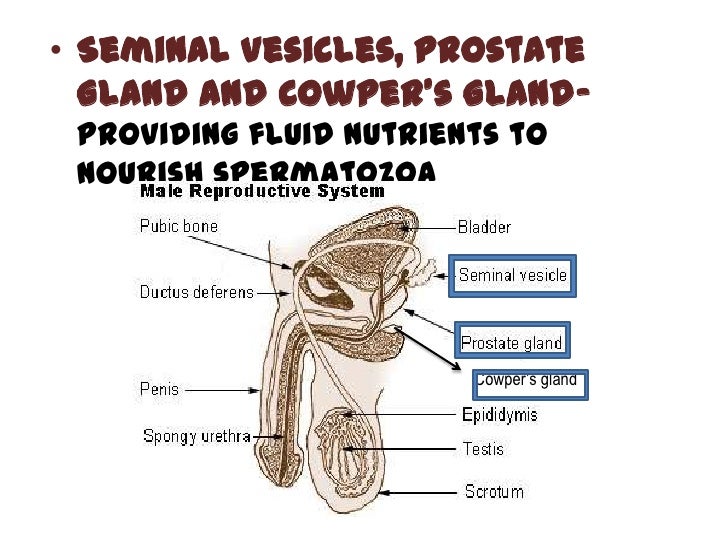 Male reproductive system 1