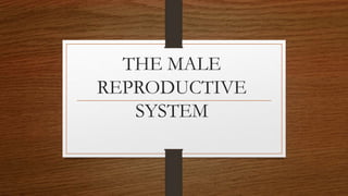THE MALE
REPRODUCTIVE
SYSTEM
 