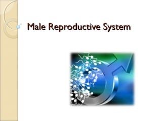 Male Reproductive System
 