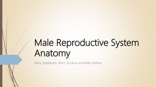 Male Reproductive System
Anatomy
Testis, Epididymis, Penis, Scrotum and Male Urethra
 