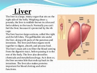 Liver 
The liver is a large, meaty organ that sits on the 
right side of the belly. Weighing about 3 
pounds, the liver is reddish-brown in color and 
feels rubbery to the touch. Normally you can't 
feel the liver, because it's protected by the rib 
cage. 
The liver has two large sections, called the right 
and the left lobes. The gallbladder sits under 
the liver, along with parts of the pancreas and 
intestines. The liver and these organs work 
together to digest, absorb, and process food. 
The liver's main job is to filter the blood coming 
from the digestive tract, before passing it to the 
rest of the body. The liver also detoxifies 
chemicals and metabolizes drugs. As it does so, 
the liver secretes bile that ends up back in the 
intestines. The liver also makes proteins 
important for blood clotting and other 
functions. 
 