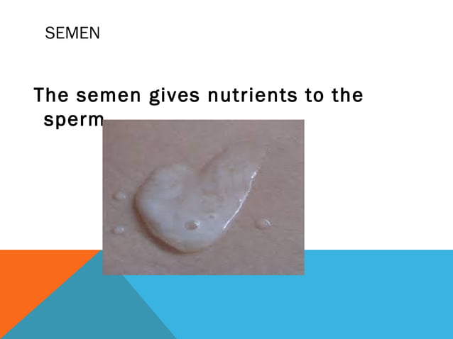 Semens The Male Reproductive System | PPT