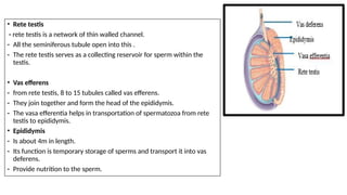 Testis Netter male reproductive system topic of physiology | PPTX
