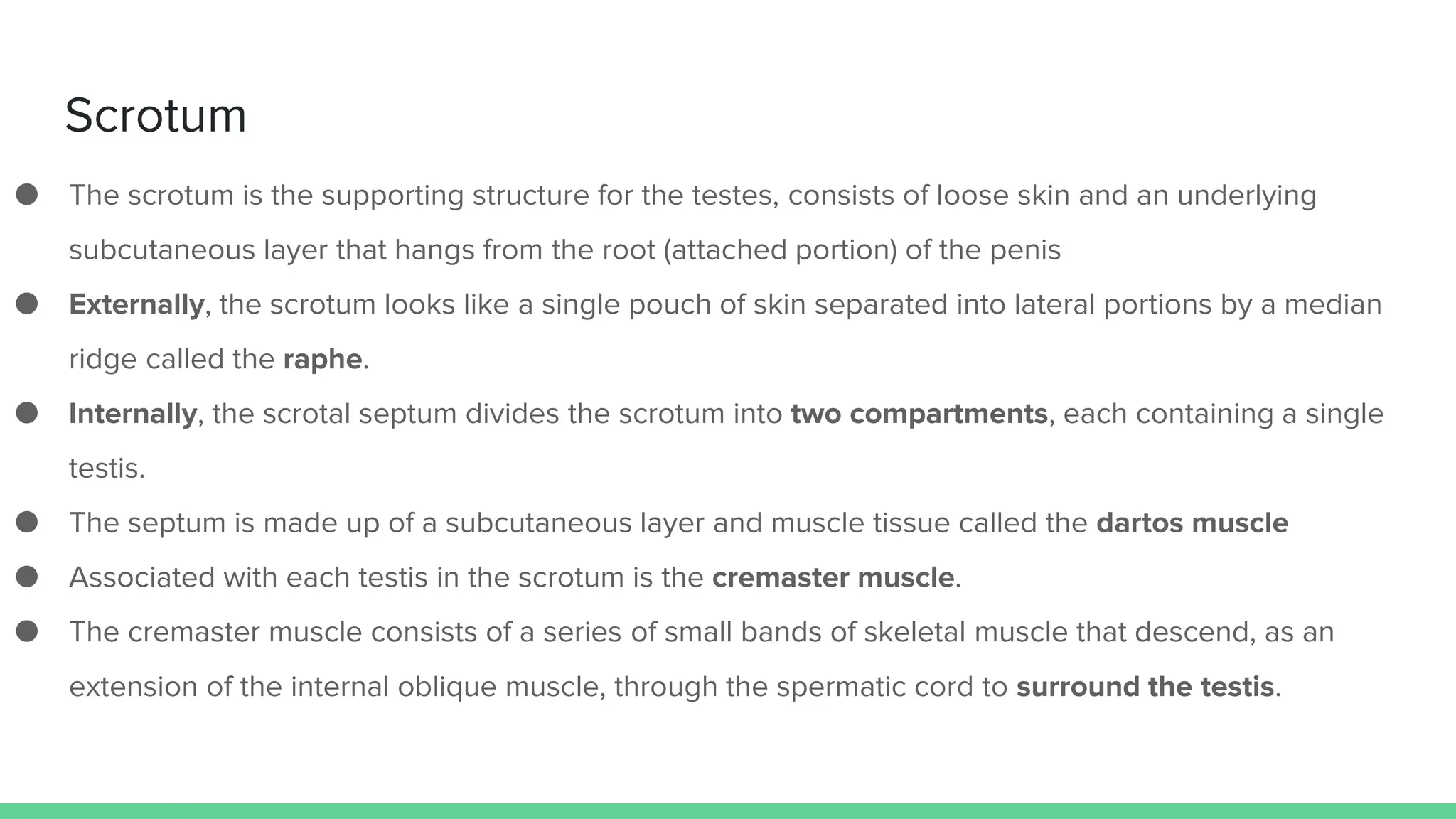 Scrotal Ridge Male Reproductive System ......... .pptx