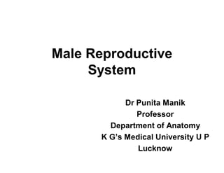 Male Reproductive
System
Dr Punita Manik
Professor
Department of Anatomy
K G’s Medical University U P
Lucknow
 