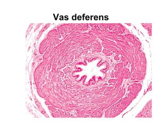 Male Reproductive system histology | PDF