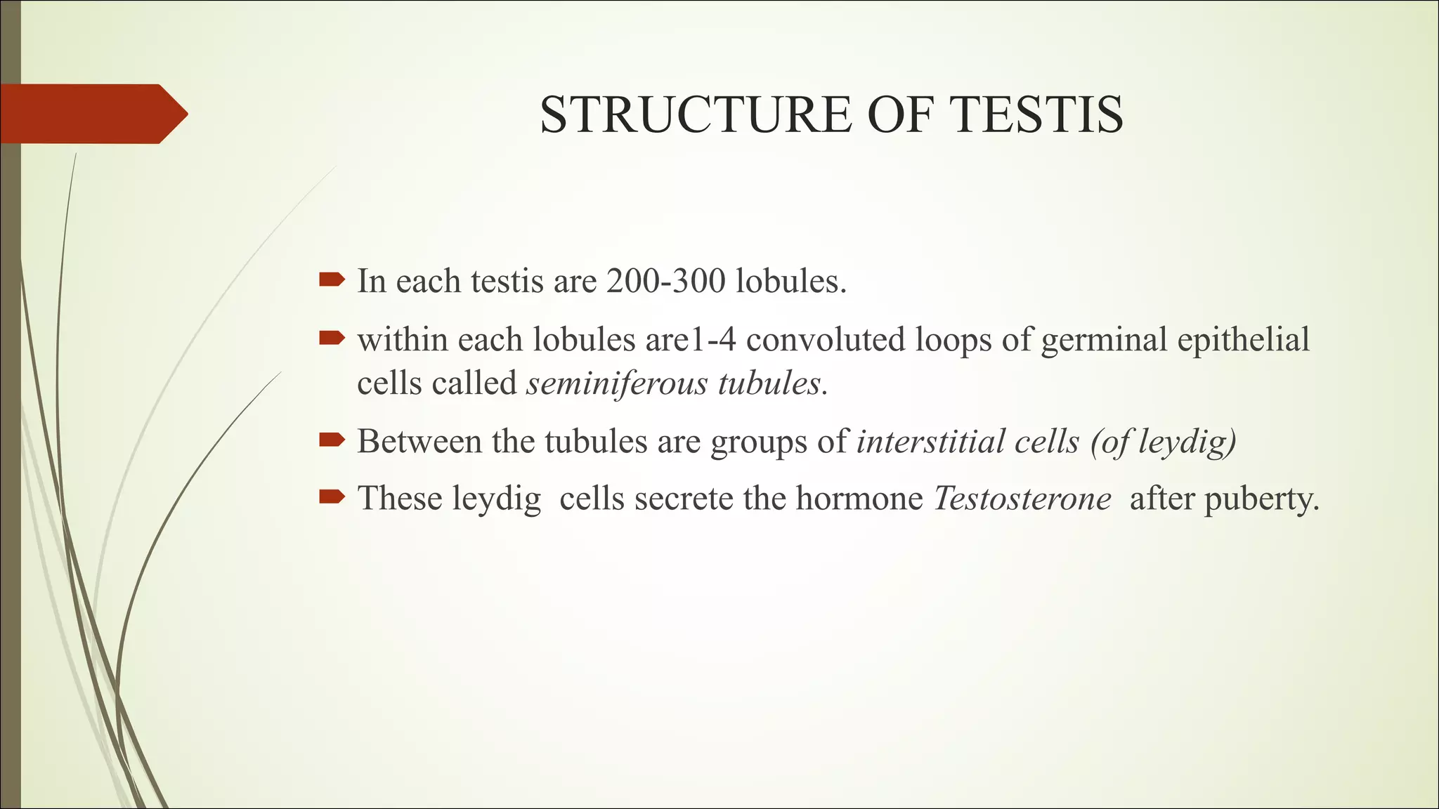 Male reproductive system | PPT