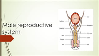 Male reproductive
system
 