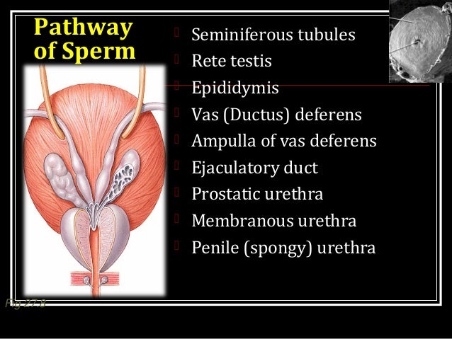 MALE REPRODUCTIVE SYSTEM I