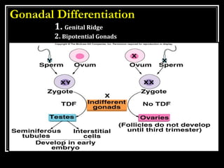 MALE REPRODUCTIVE SYSTEM II | PPT
