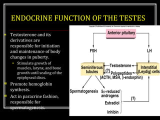 MALE REPRODUCTIVE SYSTEM II | PPT