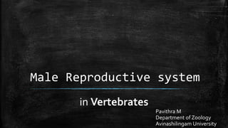 Male Reproductive system
in Vertebrates
Pavithra M
Department of Zoology
Avinashilingam University
 