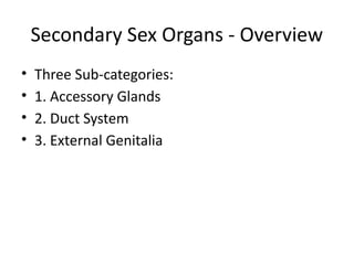 Secondary Sex Organs - Overview
• Three Sub-categories:
• 1. Accessory Glands
• 2. Duct System
• 3. External Genitalia
 