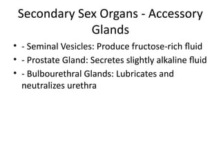 Secondary Sex Organs - Accessory
Glands
• - Seminal Vesicles: Produce fructose-rich fluid
• - Prostate Gland: Secretes slightly alkaline fluid
• - Bulbourethral Glands: Lubricates and
neutralizes urethra
 