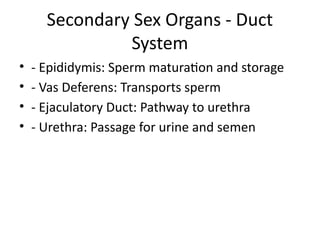 Secondary Sex Organs - Duct
System
• - Epididymis: Sperm maturation and storage
• - Vas Deferens: Transports sperm
• - Ejaculatory Duct: Pathway to urethra
• - Urethra: Passage for urine and semen
 