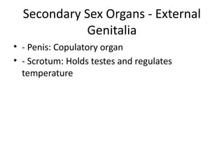 Secondary Sex Organs - External
Genitalia
• - Penis: Copulatory organ
• - Scrotum: Holds testes and regulates
temperature
 