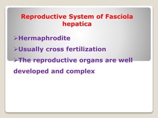 Reproductive System of Fasciola
hepatica
Hermaphrodite
Usually cross fertilization
The reproductive organs are well
developed and complex
 