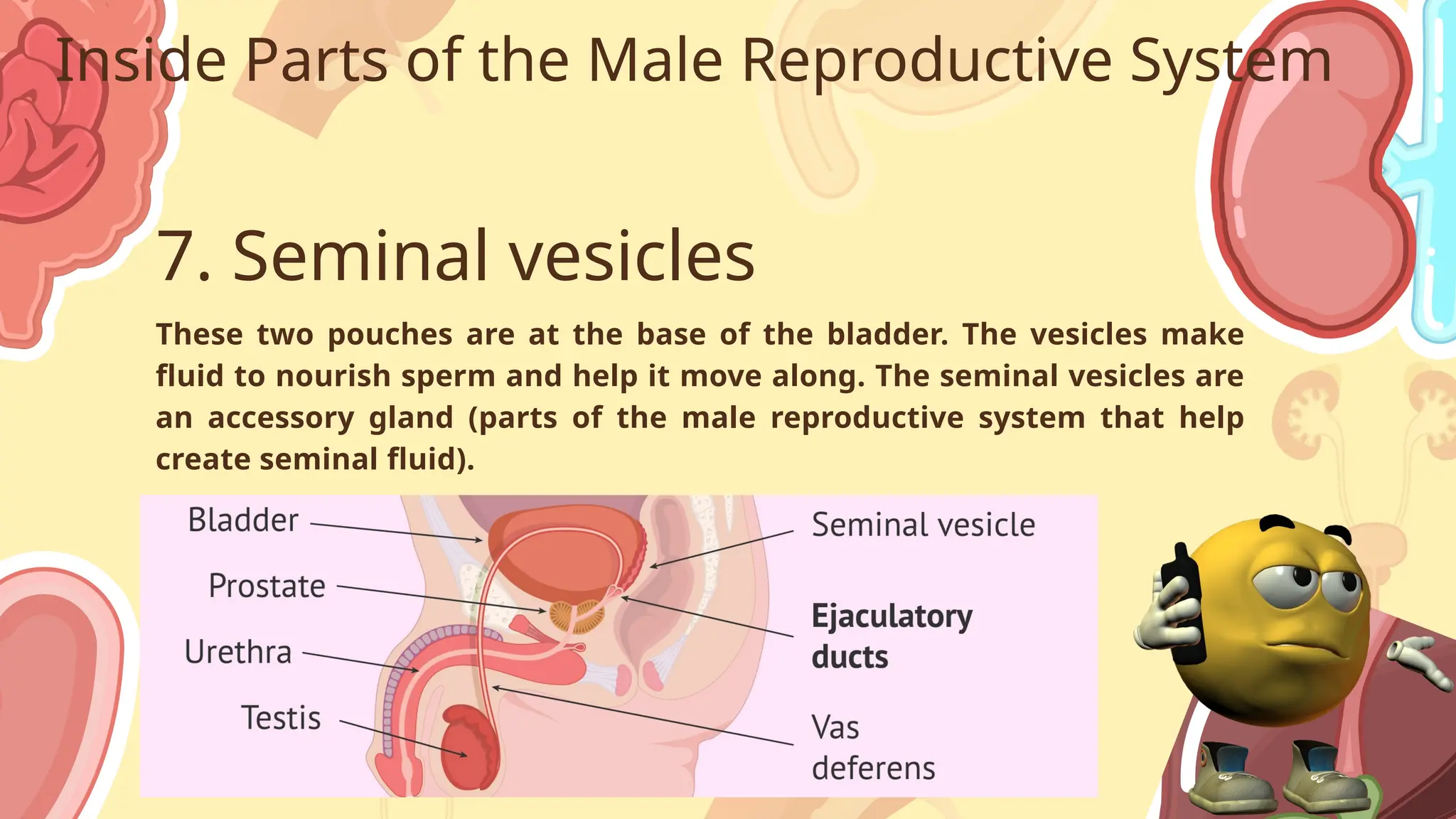malereproductivesystemppt.pptx male reproductive system | PPTX