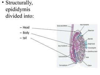 Male Reproductive System ppt.pptx anatomy and medicine | PPTX