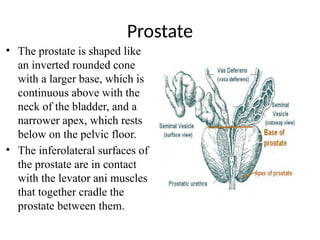 Male Reproductive System ppt.pptx anatomy and medicine | PPTX